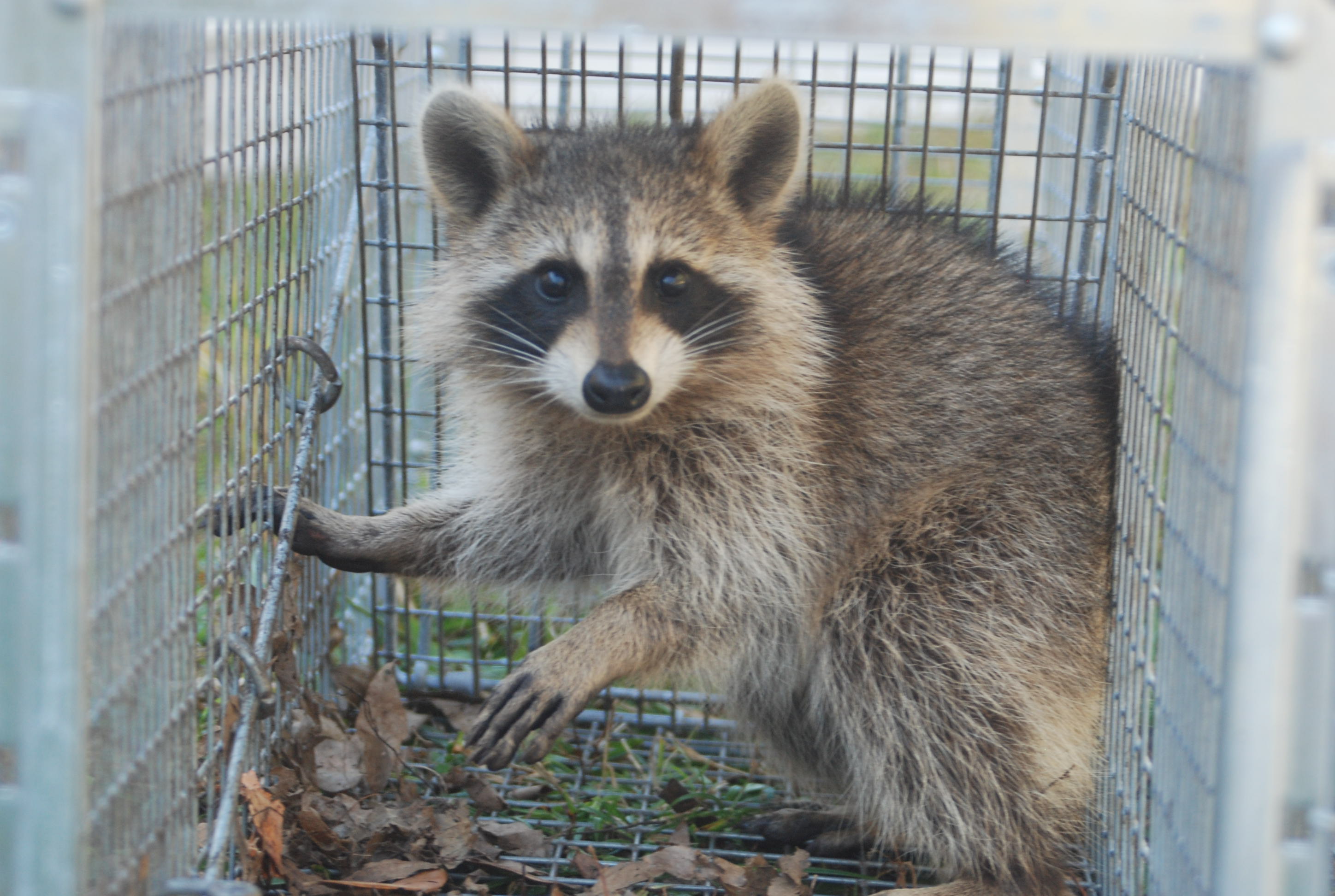 Wildlife Control Services Animal Wildlife Removal