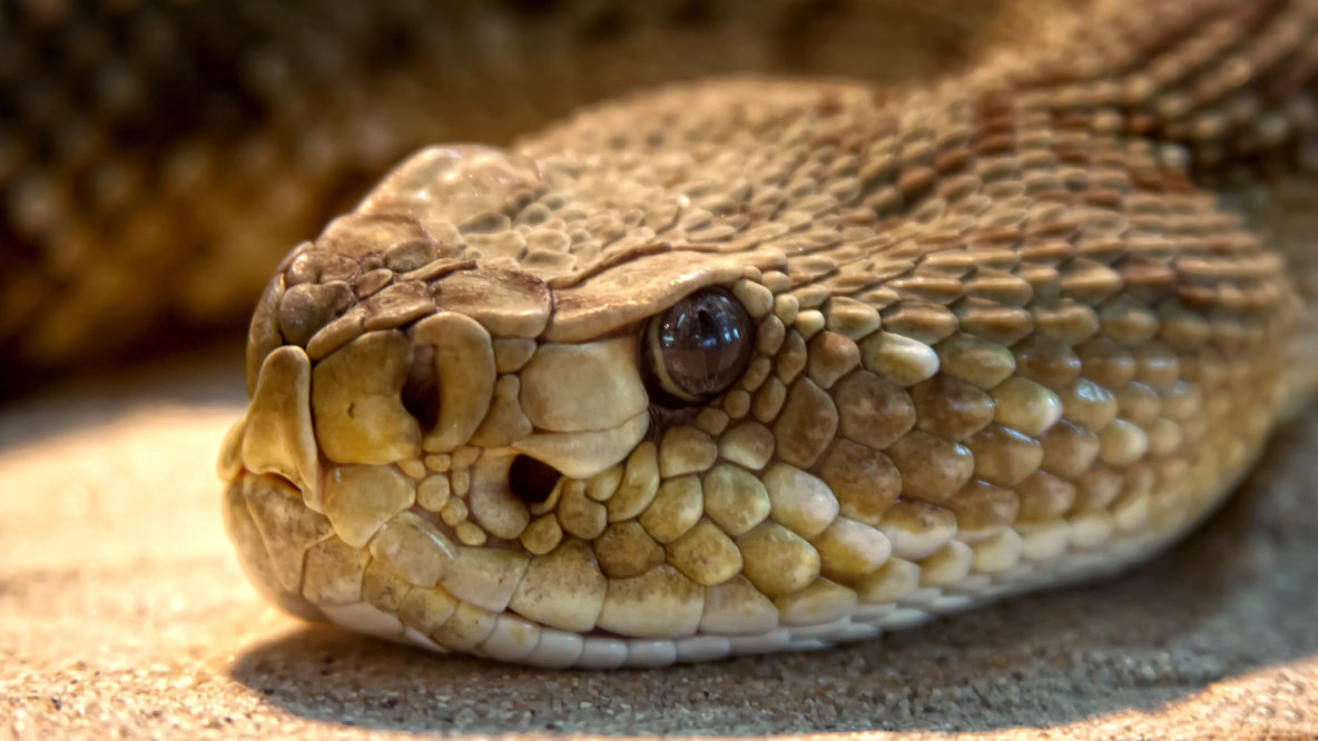 How To Get Rid Of Snakes Around Your House Wildlife Pros