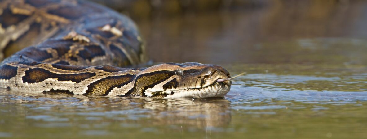 Python Removal Florida - Wildlife Pros