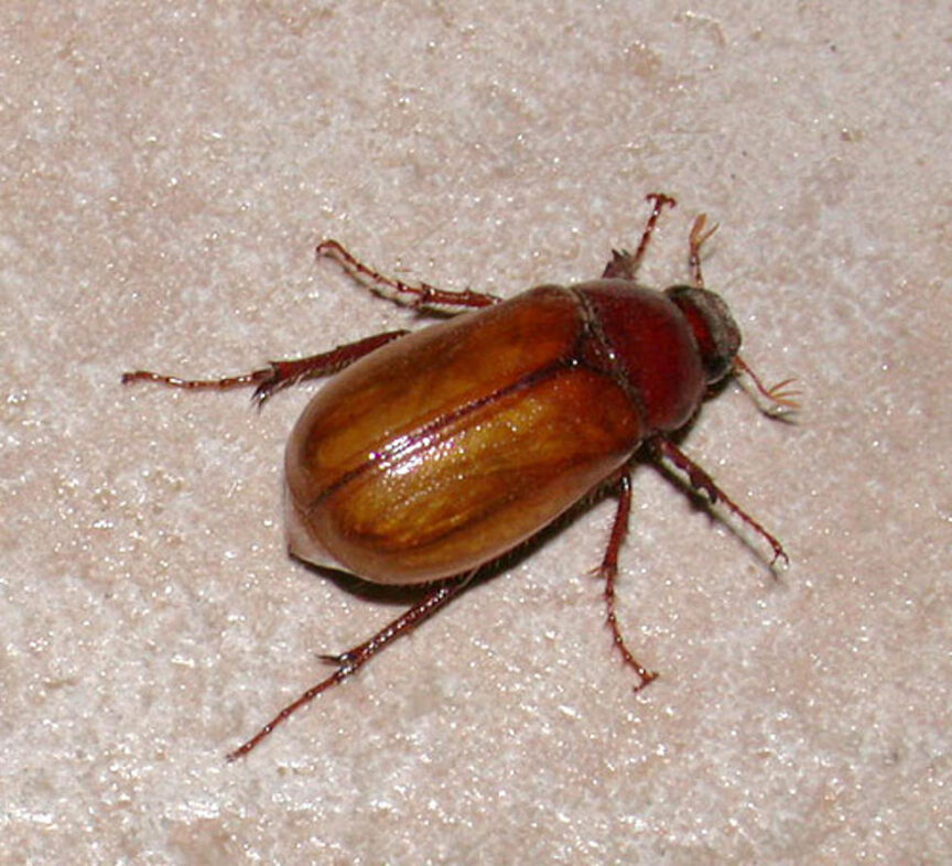 How to Get Rid of June Bugs Wildlife Pros