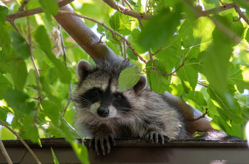 How To Get Rid Of Raccoons - Xceptional Wildlife Removal