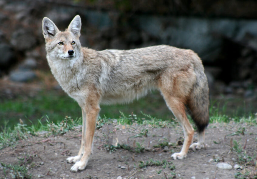 How To Get Rid Of Coyotes Xceptional Wildlife Removal
