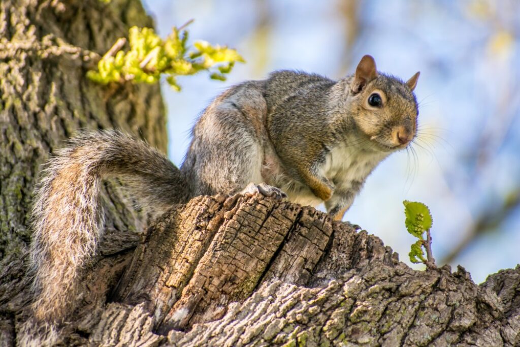 Fall Pest Control - Things to Be Aware Of - Wildlife Pros