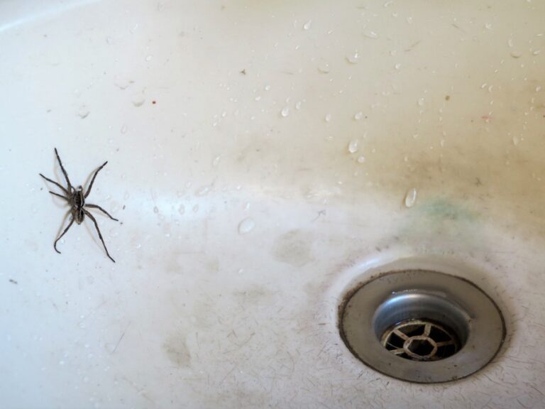 small spiders in bathroom sink