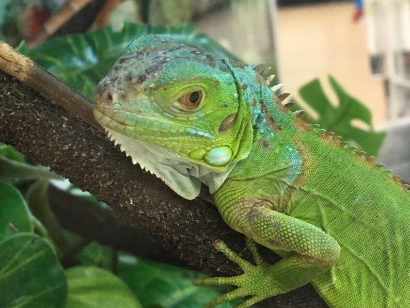 How to Get Rid of Iguanas - Xceptional Wildlife Removal
