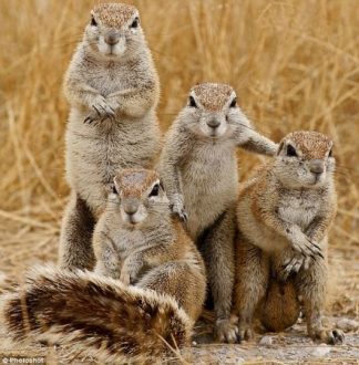 too-many-squirrels